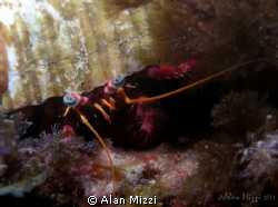 Hermit Crab by Alan Mizzi 